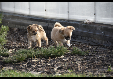 Vrh W (Január 2026)